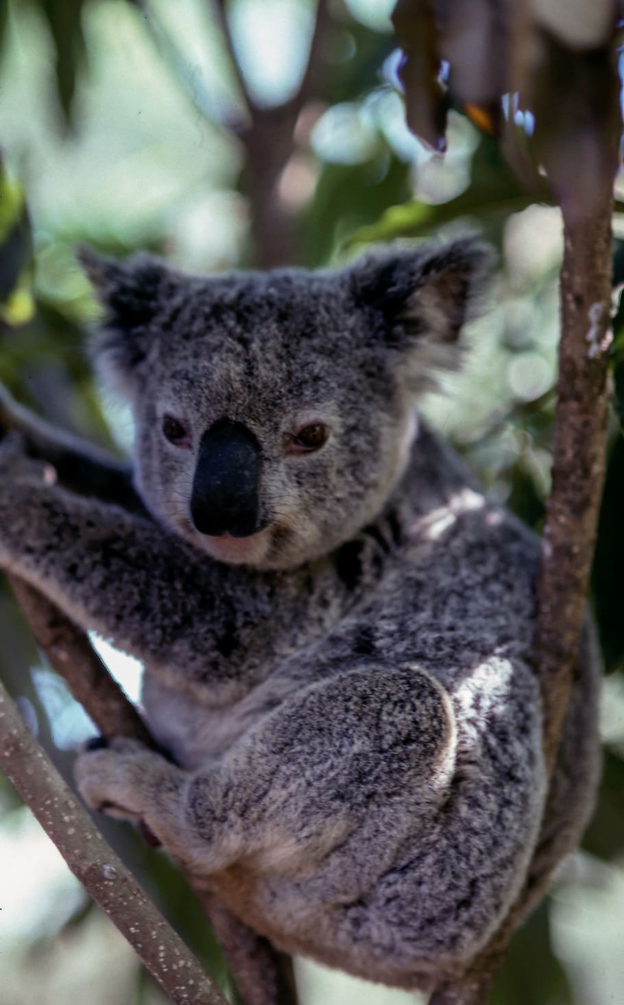 koala, hewan, satwa liar, hutan, tema hewan, satwa liar hewan, satu binatang, binatang di alam liar, pohon, binatang menyusui