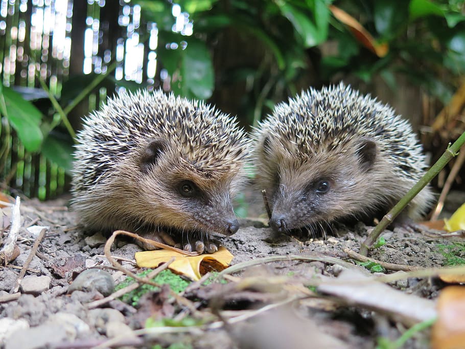 two brown hedgehogs, hedgehog, animal, nature, spur, prickly, hannah, cute, animal world, garden