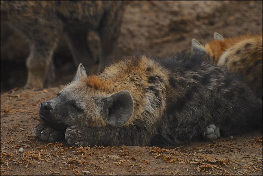 descanso, siesta, hiena, áfrica, perezoso, kenia, posponer, salvaje, vida silvestre, desierto