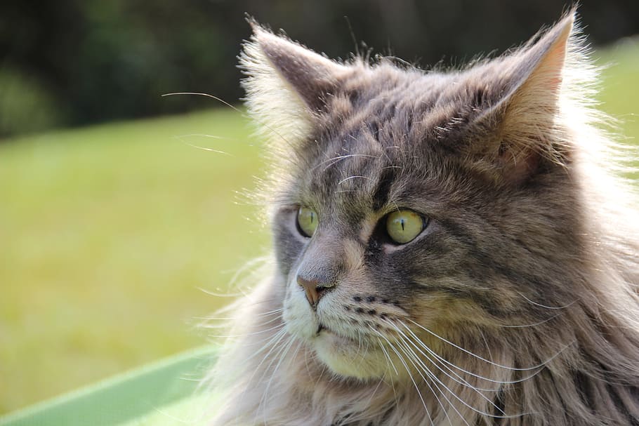 close-up photo, grey, persian cat, cat, maine coon, pet, longhair cat, cat face, main coon, mackerel