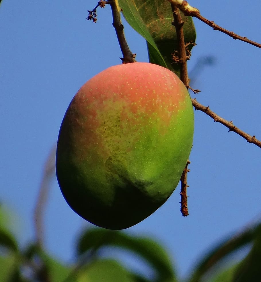 mango, mangifera indica, ripe, fruit, tropical fruit, fresh, india, healthy eating, food and drink, food
