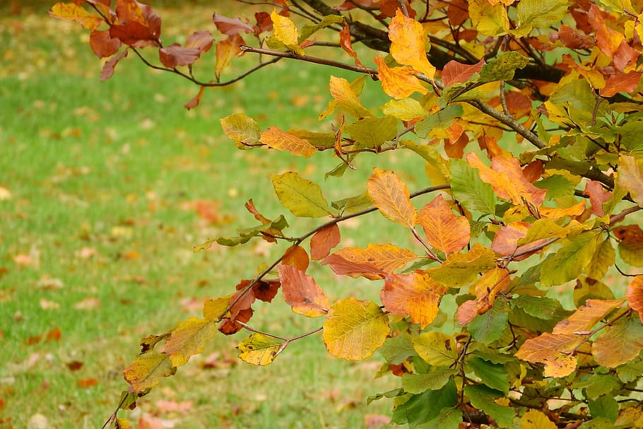 Autumn Leaves, Beech, Fagus, colorful leaves, autumn colors, golden autumn, beech forest, autumn, leaf, nature