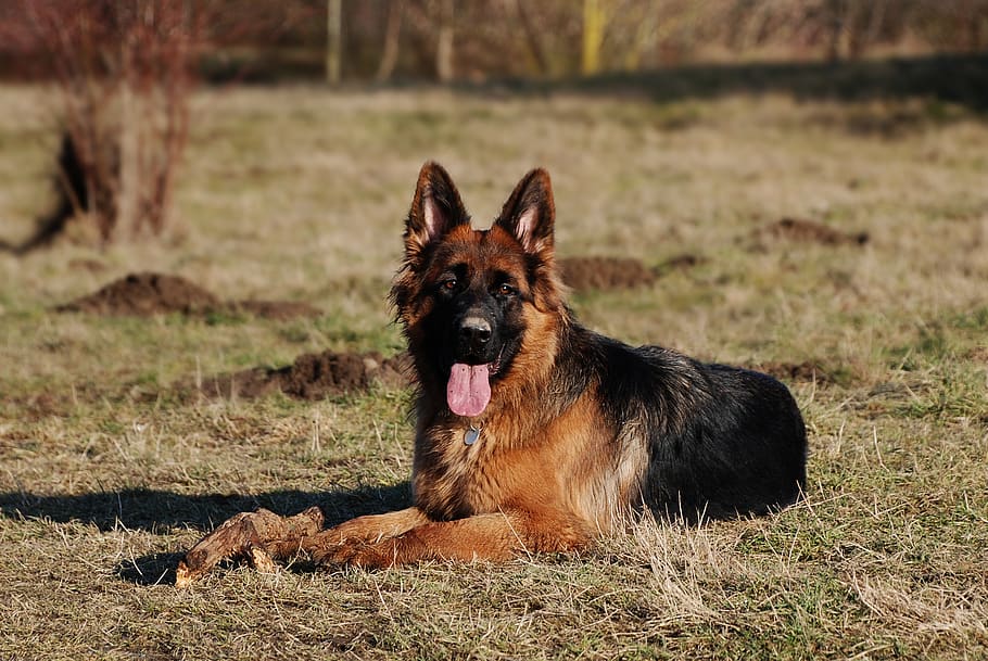 schäfer dog, dog, animal, old german shepherd dog, pet, head, animal portrait, courage, attention, dog breeds