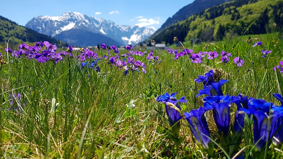 gentian blue, flowers, landscape, violets, thoughts, wild, mountain, flowering plant, flower, plant