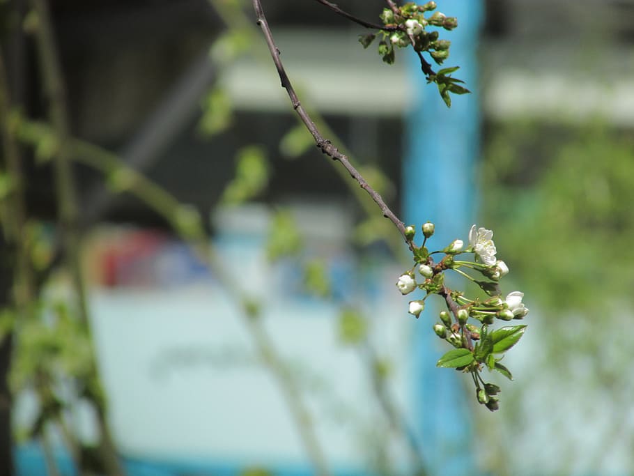 cherry, aqil, tree branch, plant, flower, beauty in nature, flowering plant, growth, focus on foreground, freshness