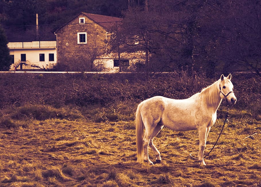 Дом лошадки