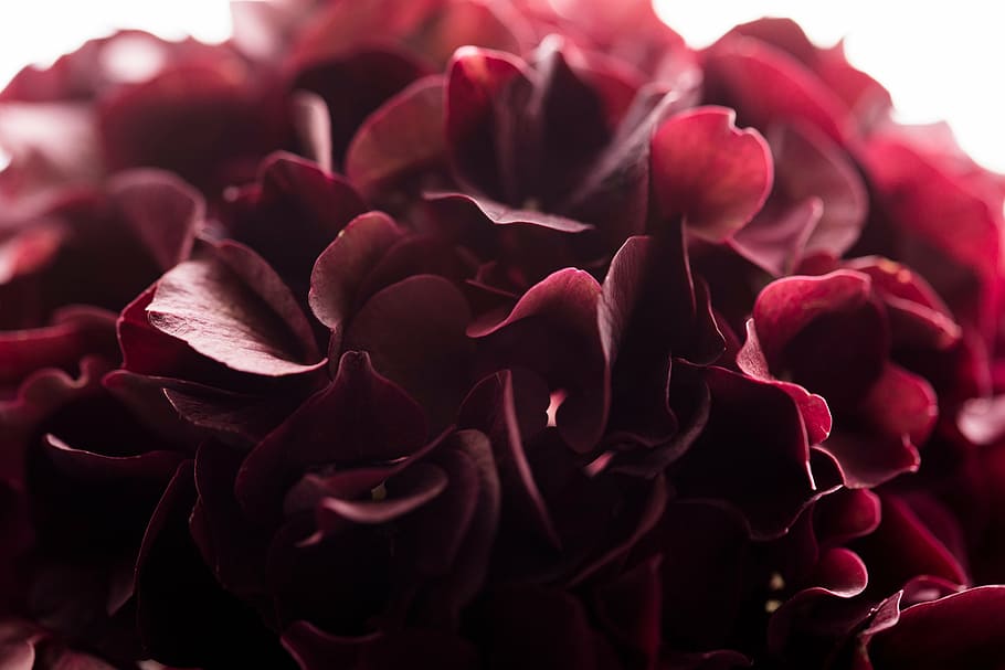 foto de close-up, vermelho, flores de hortênsia, fechar, vista, roxo, flor, pétala, floração, rosa - flor