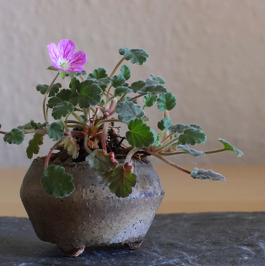 bonsai, plant, nature, japan, small, pink, pink flower, garden, flower, flowering plant