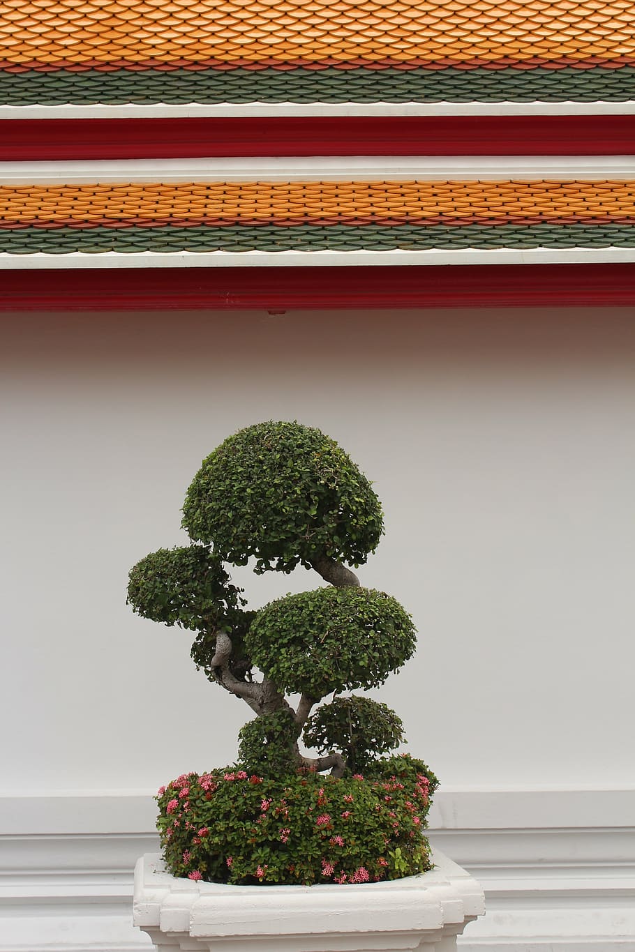 bonsai, tree, bäumchen, green, leaves, grow, potted plant, bonsai tree, sensitive, growth