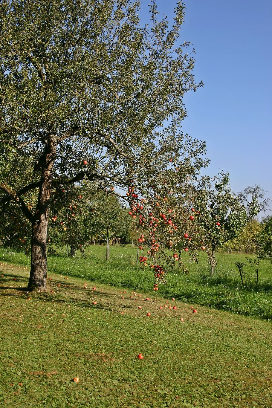 リンゴの木, 果樹, 自然, 木, 果物, 秋, リンゴ, 果樹園, 収穫, apfelernte