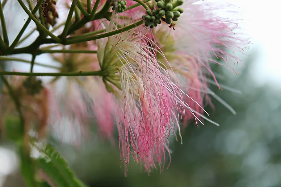 flowers, tree, nature, pink, bloom, mimosa, plant, growth, close-up, beauty in nature