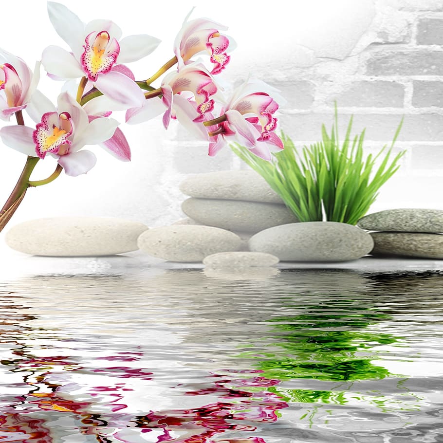 relaxation, stones, meditation, orchid, water, flower, plant, flowering plant, beauty in nature, nature