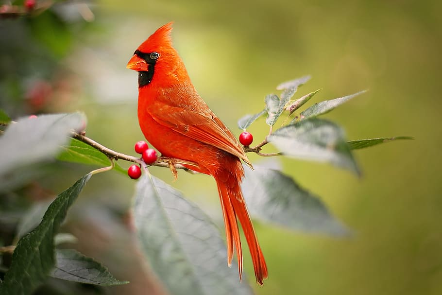 perching, red, bird, green, leaf plant, cardinal, holly berries, nature, wildlife, ornithology