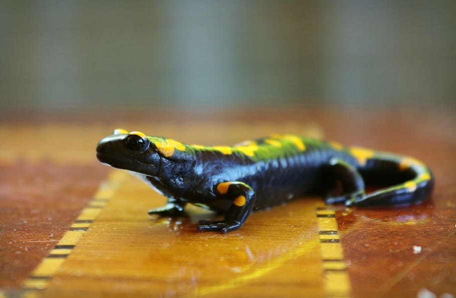 salamander, anatolia, black, yellow, animal, animal themes, one animal, animal wildlife, selective focus, reptile