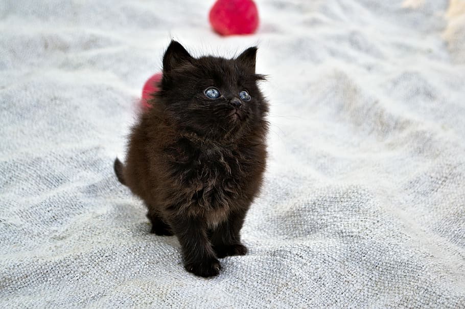 long, fur, brown, kitten, gray, textile, funny, black, domestic cat, pets