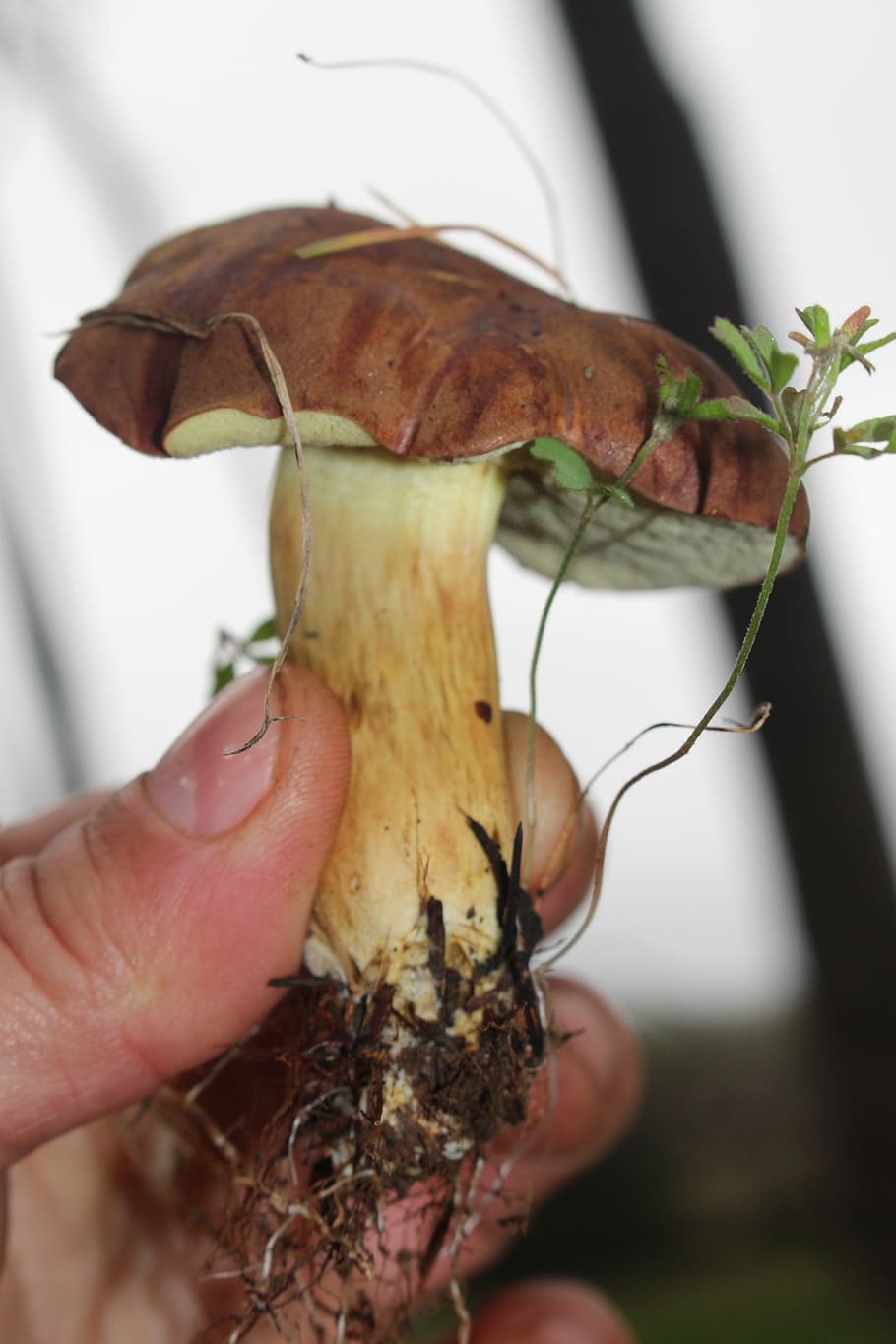 Bay Bolete, Fungus, Mushroom, Pine, needles, eating, autumn, bolete, forest, edible