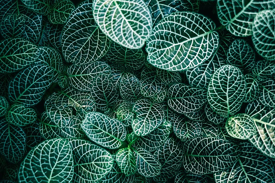 green leafed plants, green, white, plants, nature, leaves, green color, backgrounds, full frame, pattern