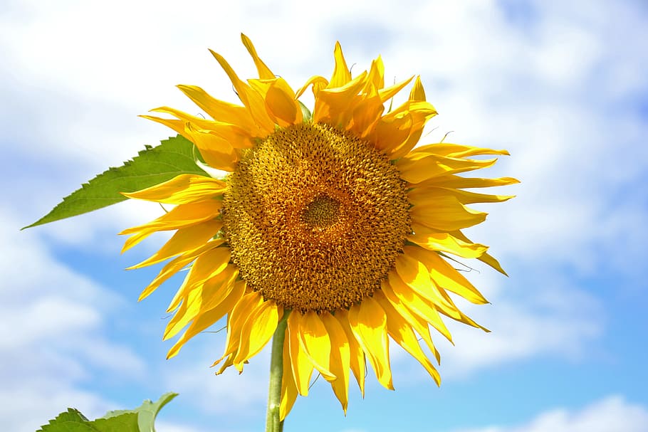 sunflower, plant, yellow, sunny, dacha, nature, living nature, sun, shaggy, flower
