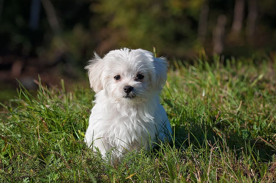 cachorro maltés blanco, perro, perro joven, perro pequeño, maltés, blanco, cachorro, joven, lindo, pequeño