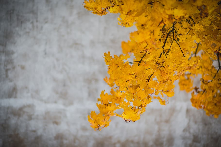 yellow, leaves, trees, branches, autumn, fall, nature, close-up, wall - building feature, beauty in nature