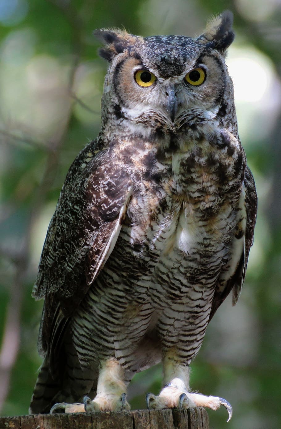 eurasian eagle owl, selective, focus photography, sowa, bird, eyes, animals, beak, animal, eye