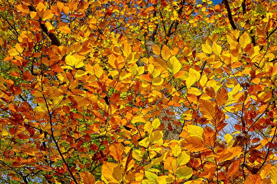 background, texture, pattern, autumn, color, leaves, aesthetic, tree, yellow, change