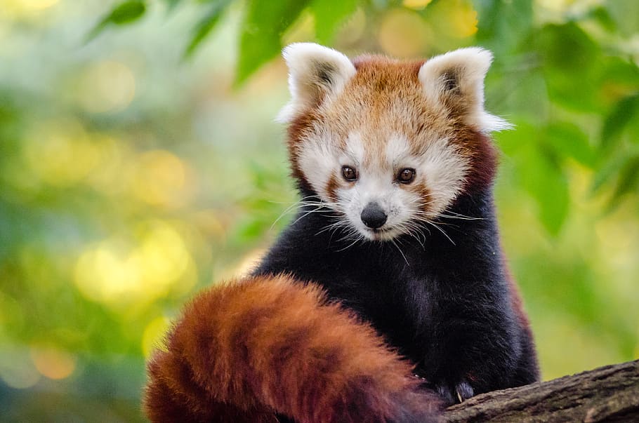 Red Panda, panda, sitting, tree, branch, animal themes, animal, one animal, mammal, animal wildlife