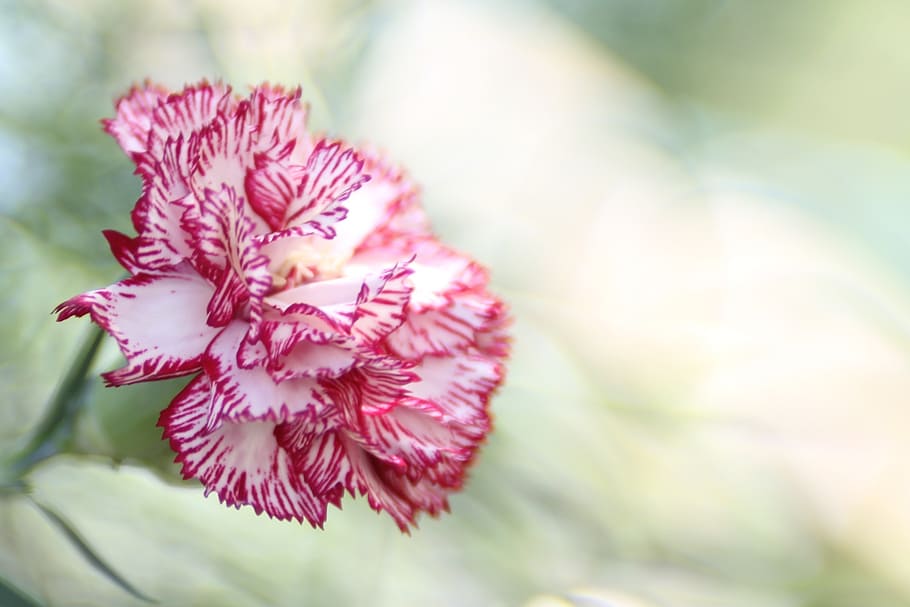 selective, focus photography, pink, white, carnation flower, bloom, carnation, flower, dianthus caryophyllus, nature