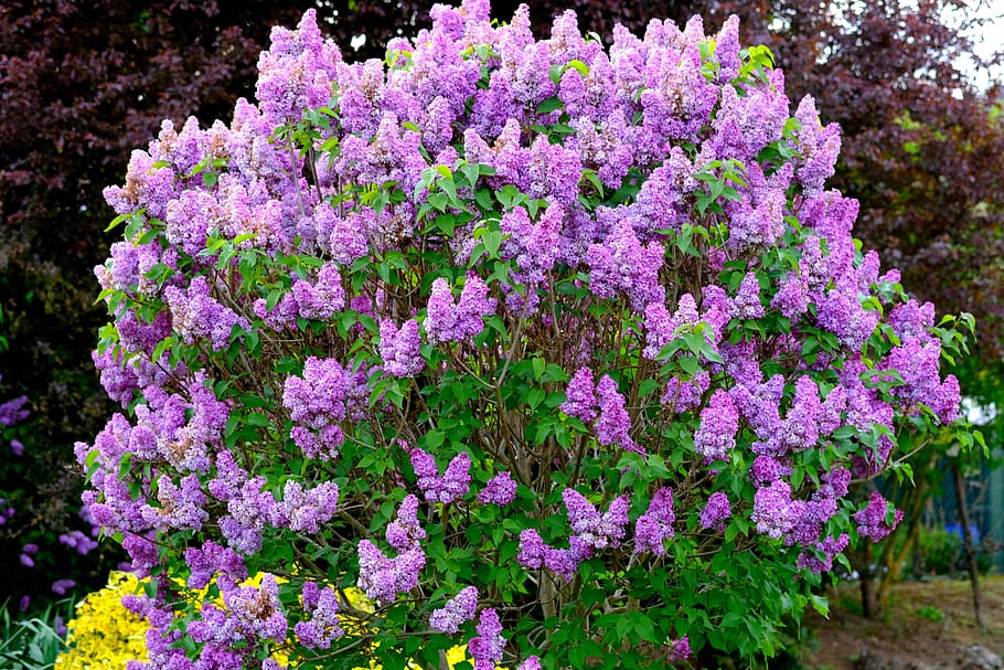 Lilac Bush, Ornamental Shrub, lilac, bloom, blossom, bush, spring, plant, grow, lilac flower