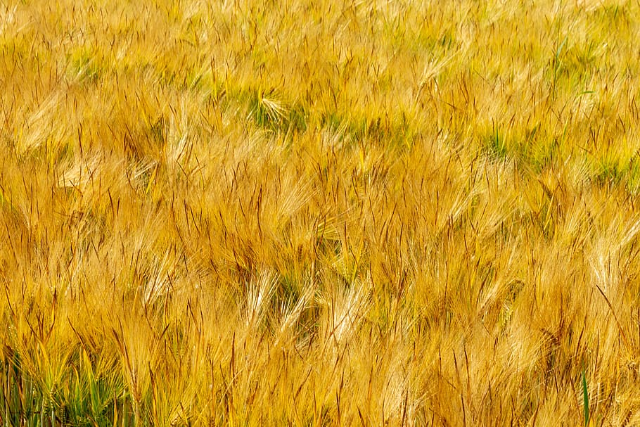 fields, barley, thanksgiving, field, cereals, summer, ear, barley field, nature, agriculture