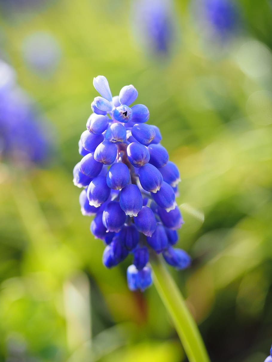 Muscari, Flowers, blue, common grape hyacinth, hyacinth, ornamental plant, garden plant, muscari botryoides, asparagus plant, asparagaceae