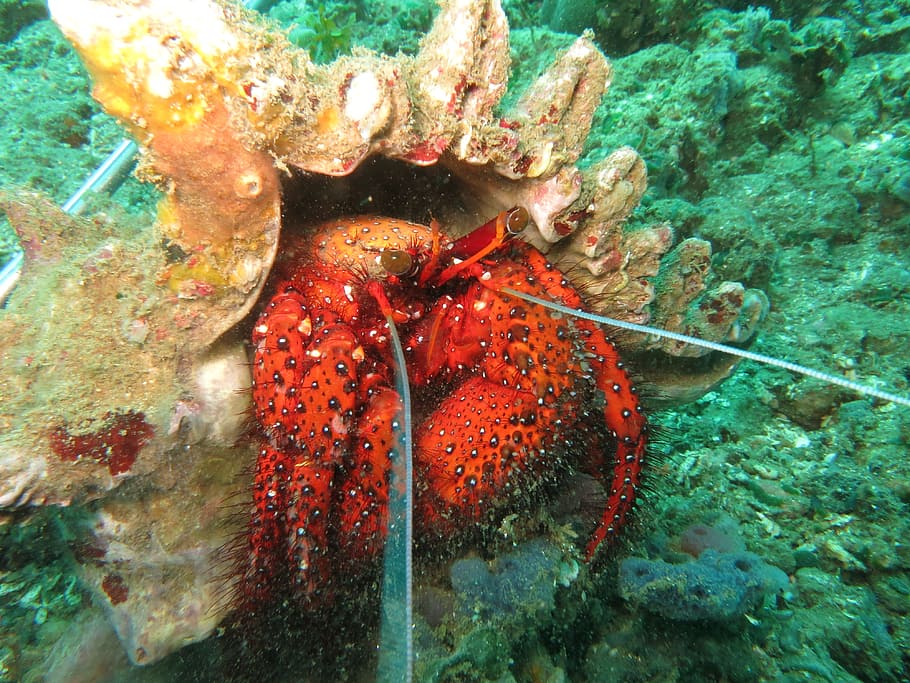 Hermit Crab, Shell, Animal, Nature, crab, marine, tropical, eyes, sea, claw