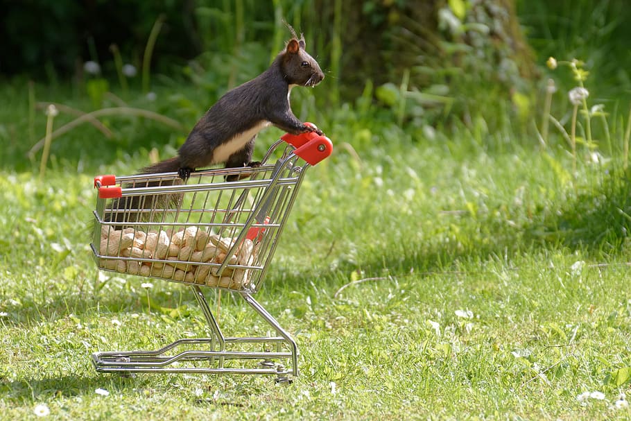squirrel, shopping cart, nuts, nager, cute, animal, nature, rodent, animal world, foraging