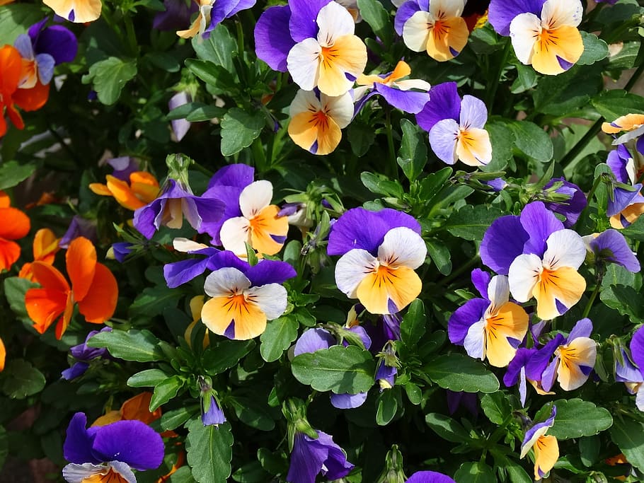 flores, flor, flor morada, rosa, blanco, jardín, violines, violetas,  colorido, planta floreciendo | Pxfuel