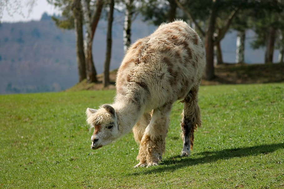 brown, llama, walking, green, grass, lama, pasture, meadow, graze, andes