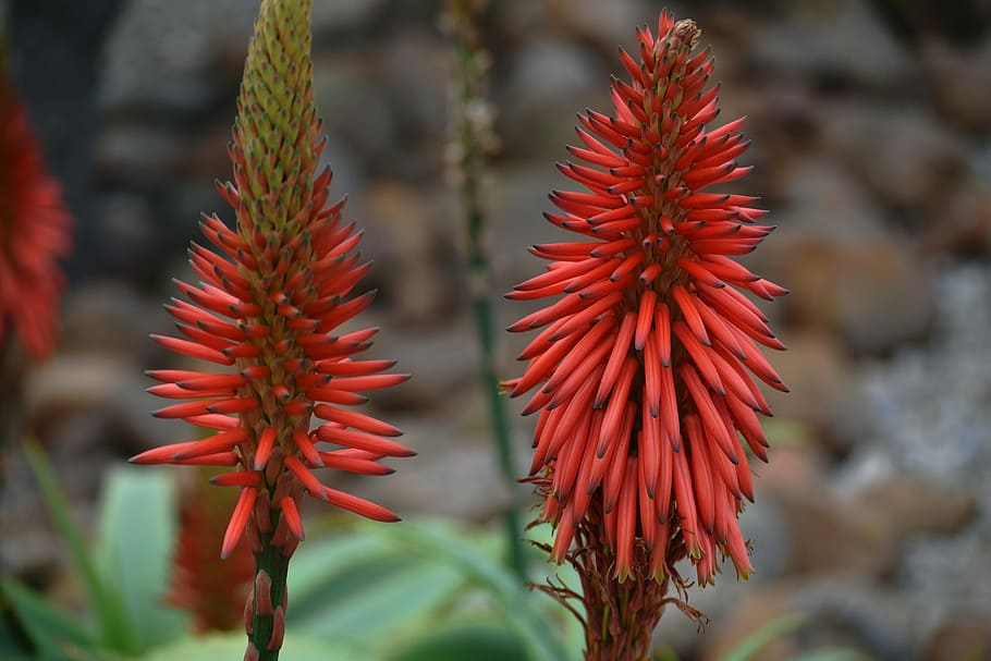 plant, aloe, drought-resistant, south african flora, natural vegetation, red, close-up, growth, beauty in nature, focus on foreground