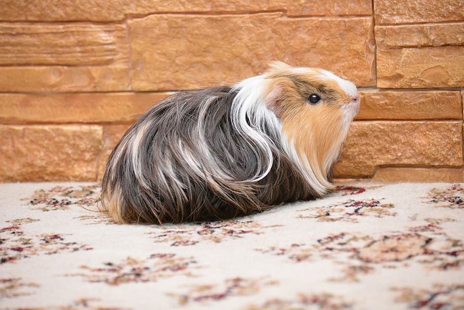 long-haired, brown, black, hamster, guinea pig, pet, animals, piggy, domestic animals, one animal