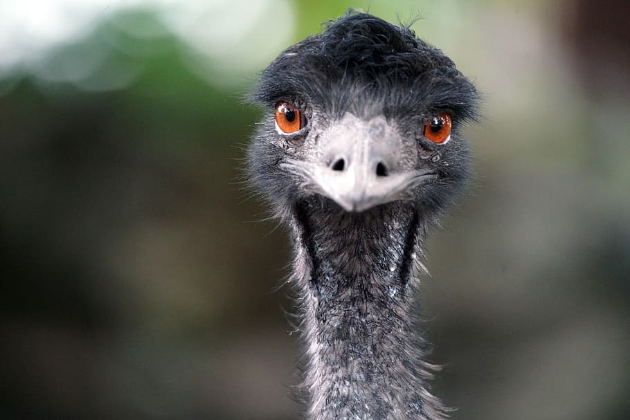 emu, bird, animal, zoo, one animal, animal wildlife, animals in the wild, ostrich, animal body part, portrait