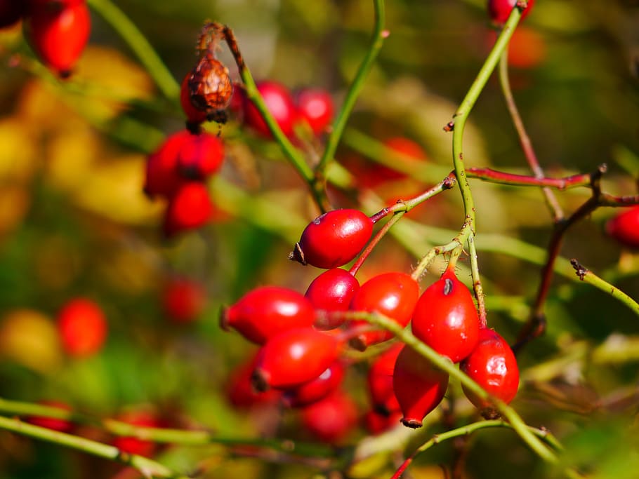 Rose Hip, Bush, Fruit, Thorns, Autumn, red, growth, nature, food and drink, freshness