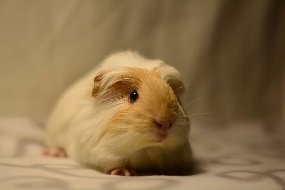 guinea pig, cavy, cute, pet, rodent, mammal, animal, animal themes, one animal, domestic