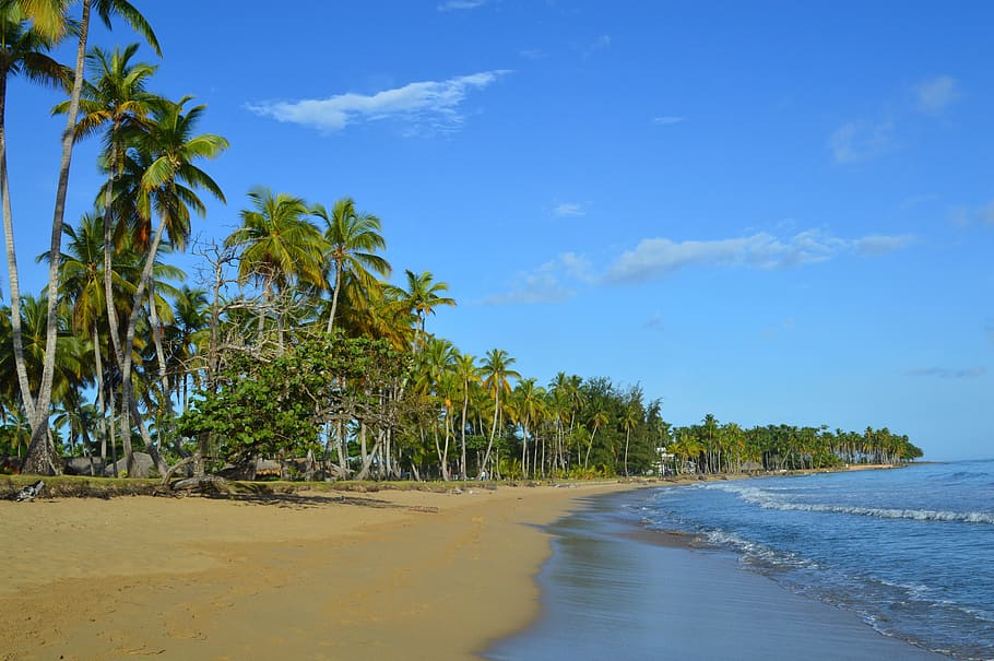 Caribbean, Sea, Sea Grape, Beach, caribbean, las terrenas, dominican republic, palm trees, sky, water, tree