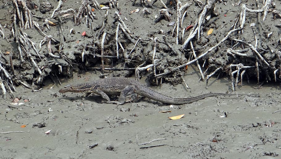 water monitor lizard, varanus salvator, reptile, wild, sundarbans, swamp, mangroves, national park, unesco, heritage