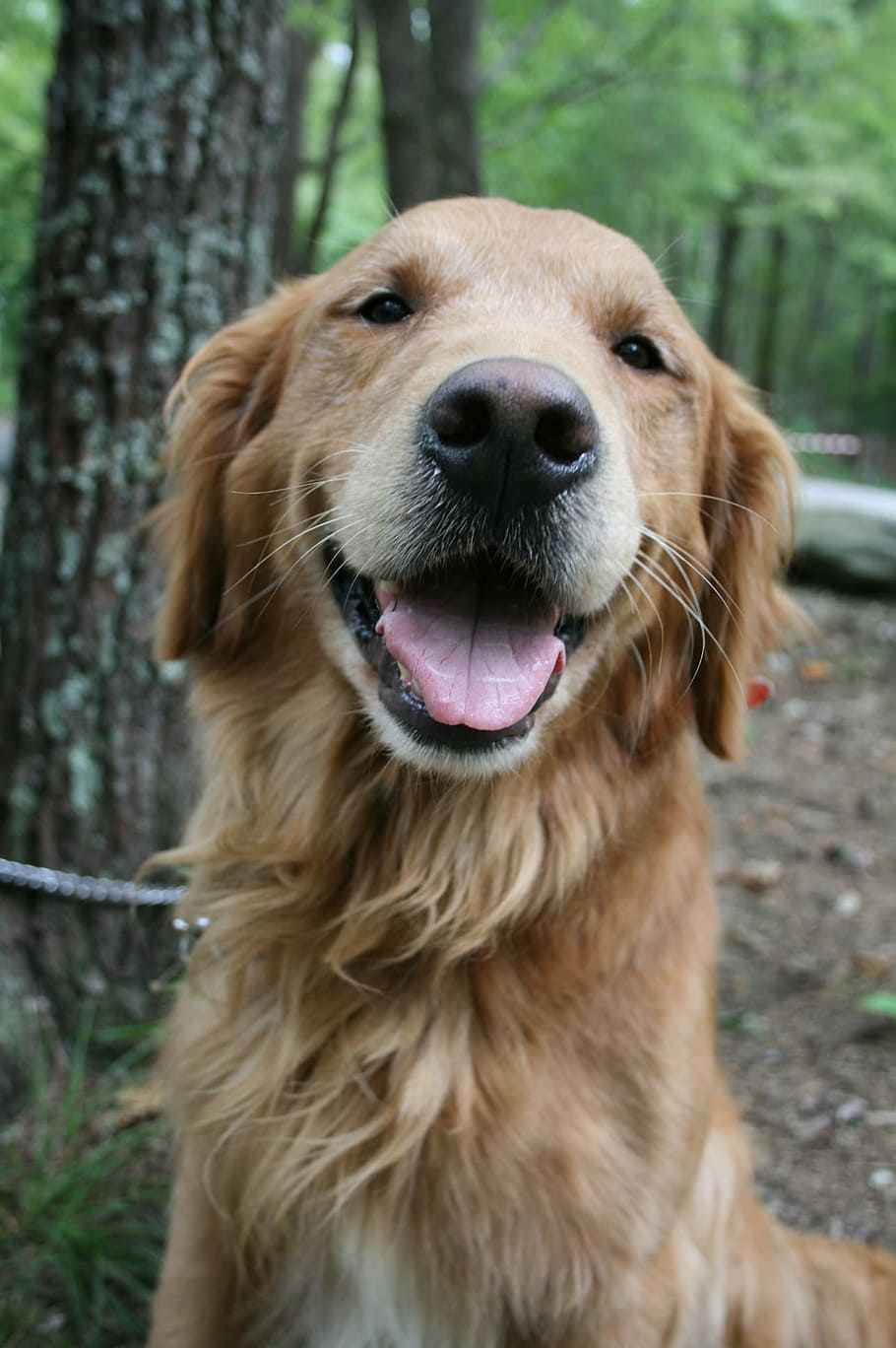 adulto, dorado, retriever, sonriente, perro, golden retriever, labrador, laboratorio, camping, mascota