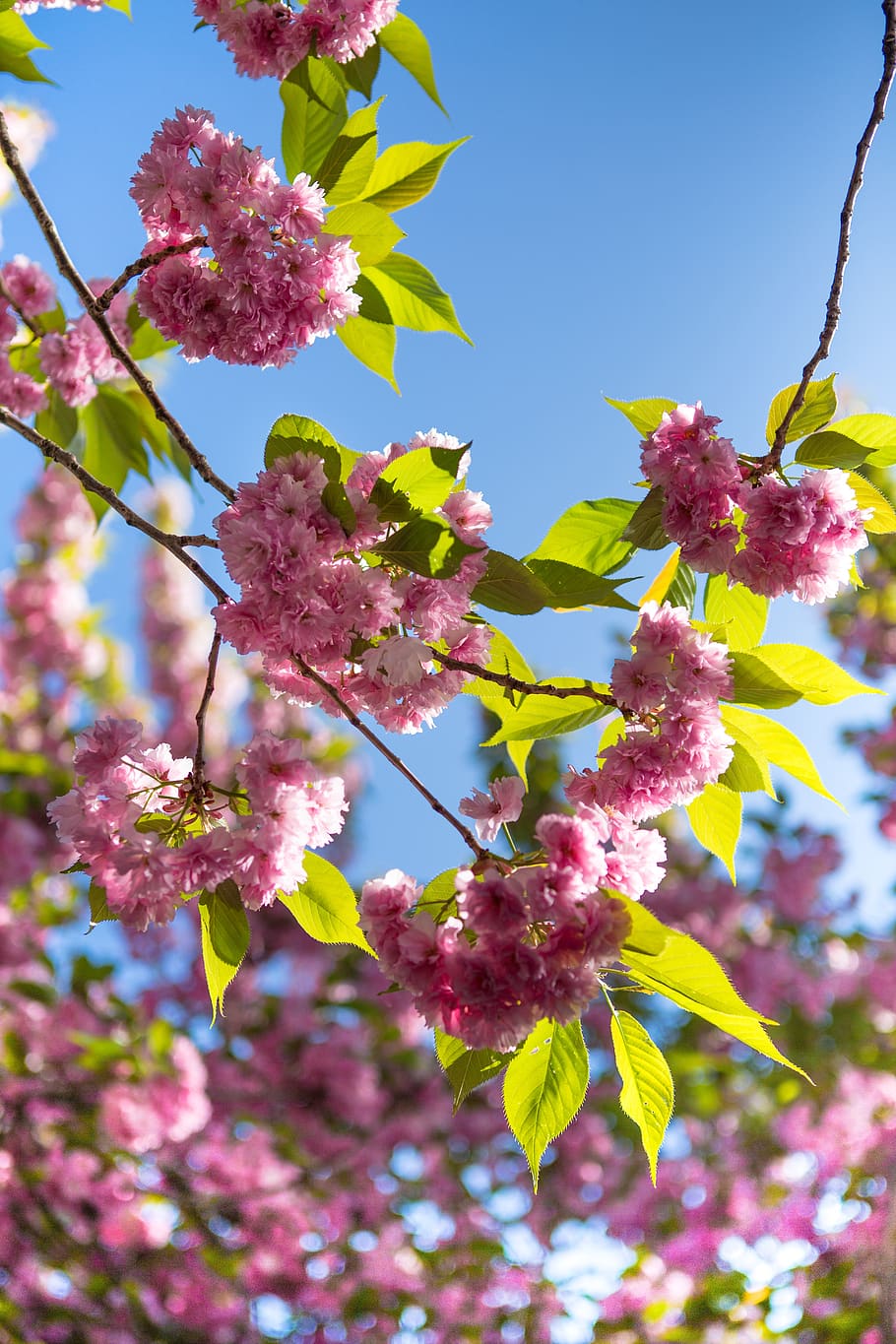 sakura flower tree cherry nature flowering tree spring plant branch garden pxfuel https creativecommons org licenses publicdomain