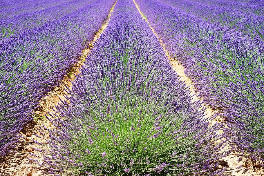 lavender garden, lavender, lavender field, lavender flowers, blue, flowers, purple, dunkellia, violet, lavender cultivation