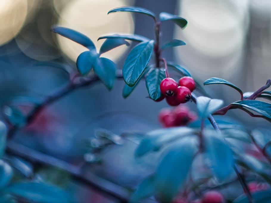 Cotoneaster, macro, photography, berry, fruits, close-up, selective focus, plant, growth, nature