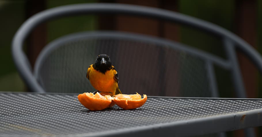 oriole, bird, orange, songbird, feathers, baltimore, spring, food and drink, food, animal
