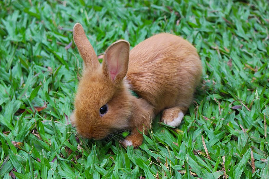 brown, rabbit, grass, animal, baby rabbit, bunny, cute, nature, mammal, pet
