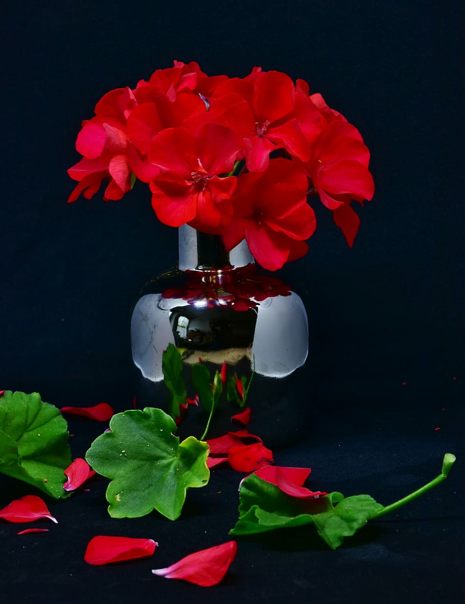 赤い花, ゼラニウム, 花, 赤, ピンク, 観葉植物, ベランダ植物, ゼラニウムペルタミウムハイブリッド, ゼラニウム温室, 花瓶