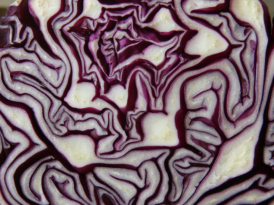 abstract painting, red cabbage, cabbage, red, violet, blue, vegetables, cut, cross section, full frame